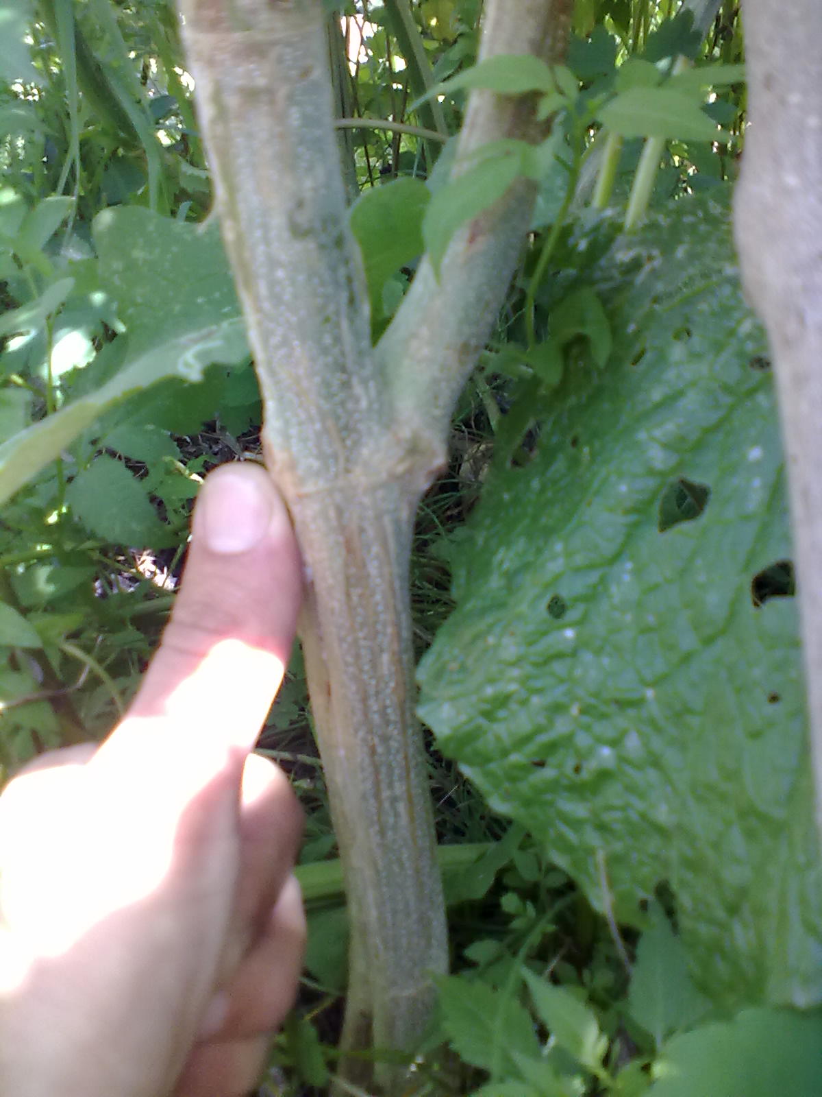 080720162801.jpg