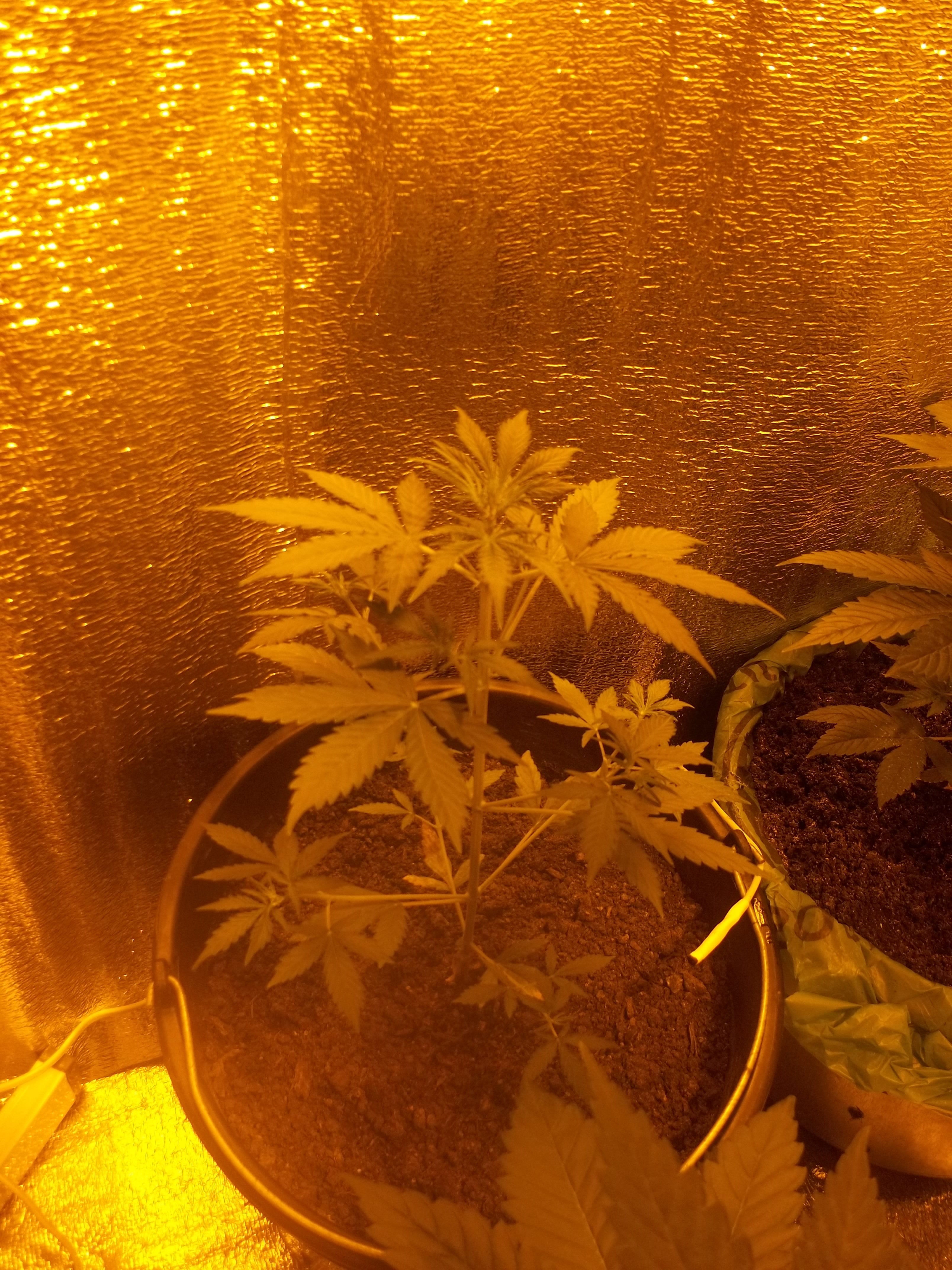100 5203    	Critical+ х Ruderalis х Original Cheese