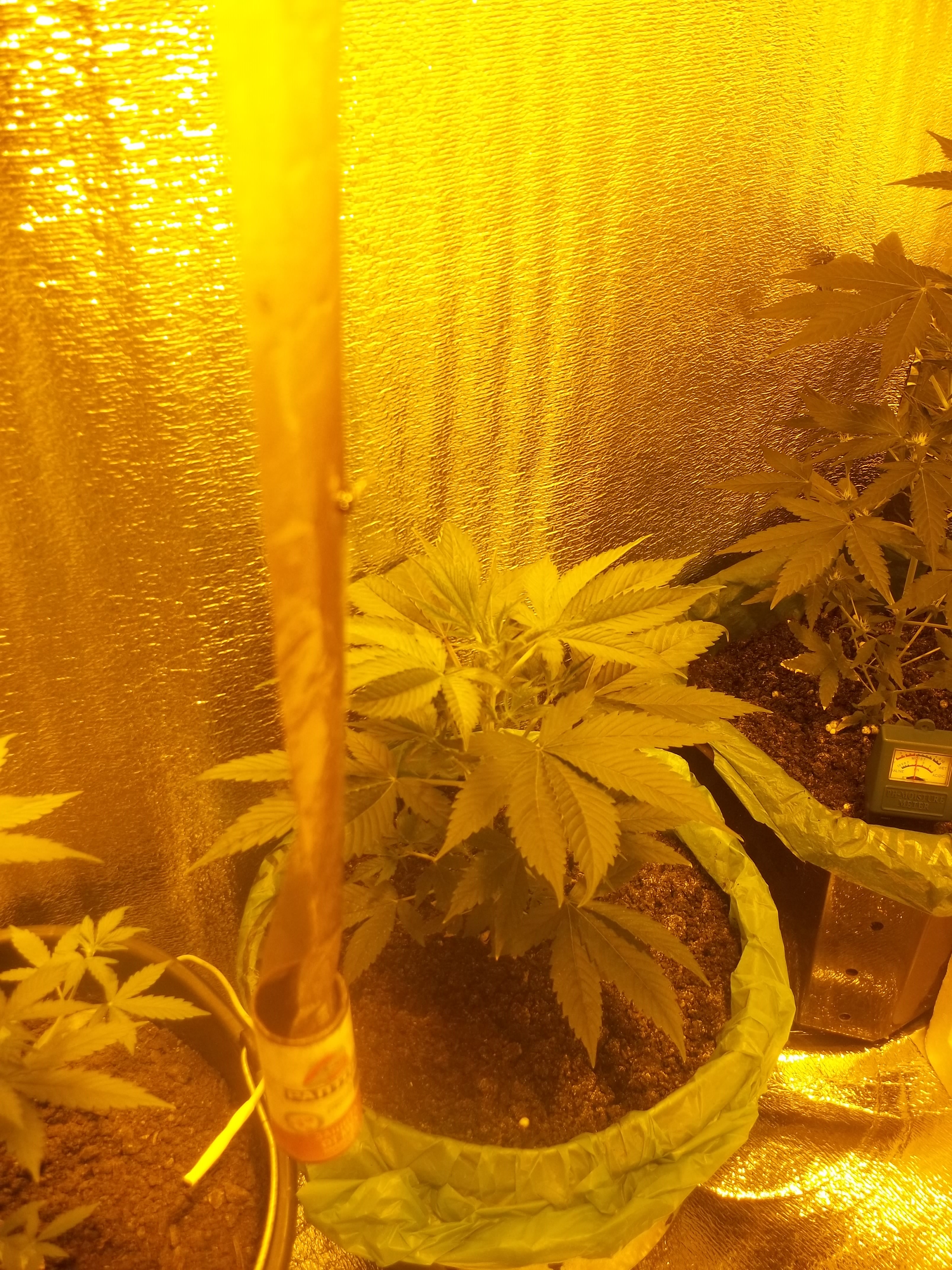 100 5204    AK Feminised - Ganja Seeds AK Feminised -  AK с генетикой AK47  Тип Sativa.