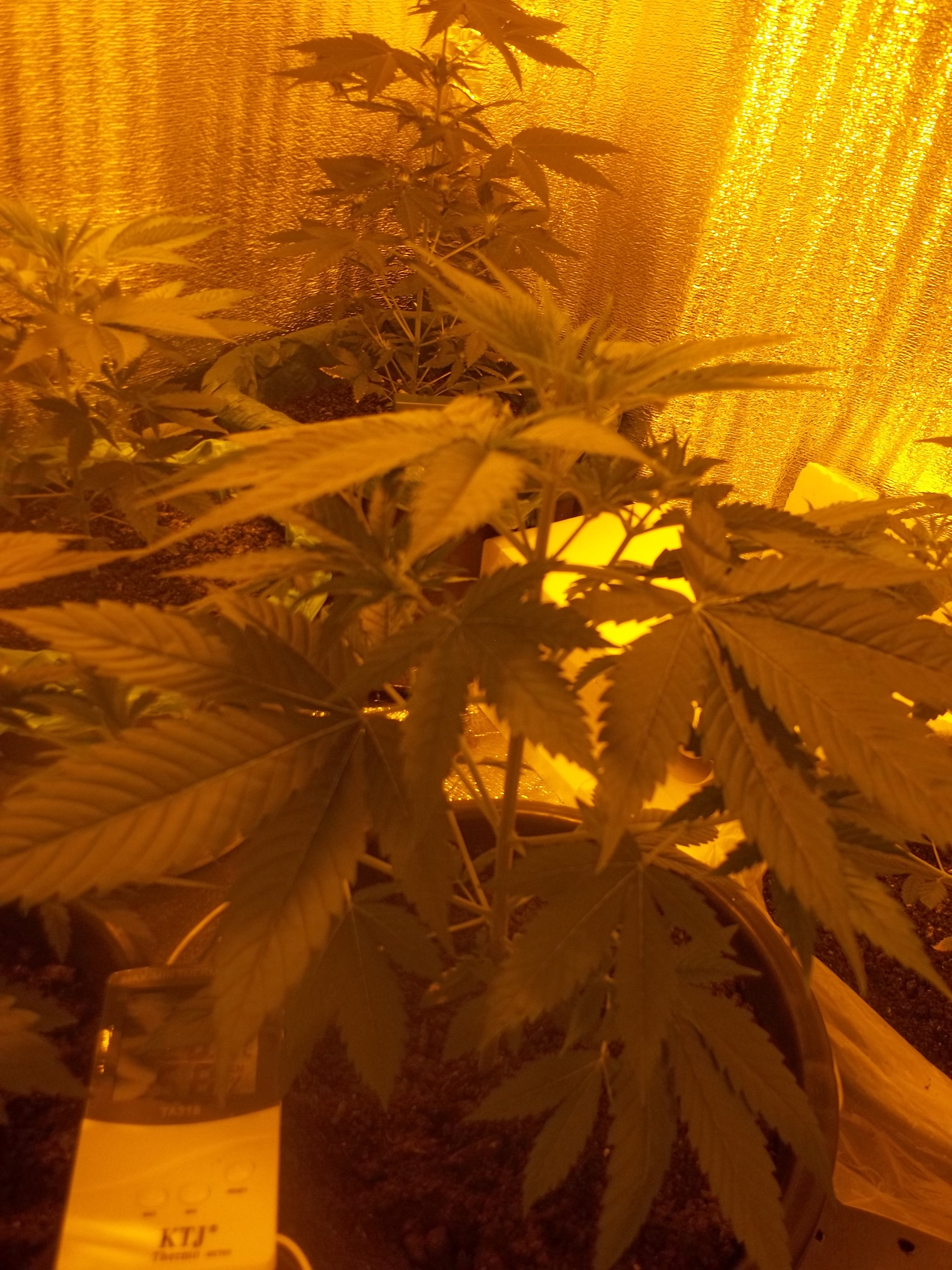 100 5205   АК-47  Colombia x Mexico x Thailand x Afghanistan   Sativa / Indica