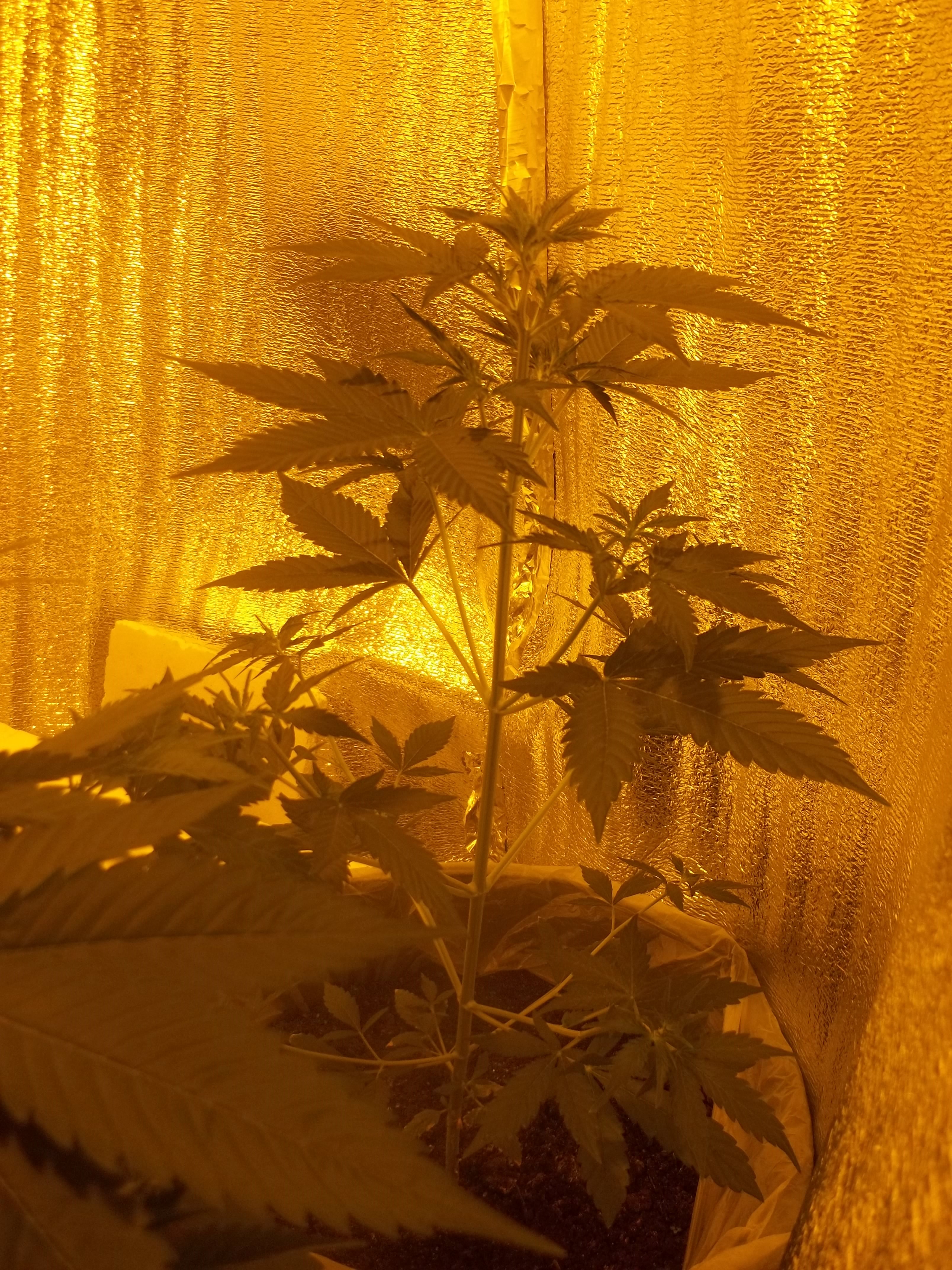 100 5206  Auto Somango Feminised  Super Skunk x Big Skunk Korean x Jack Herer  Indica