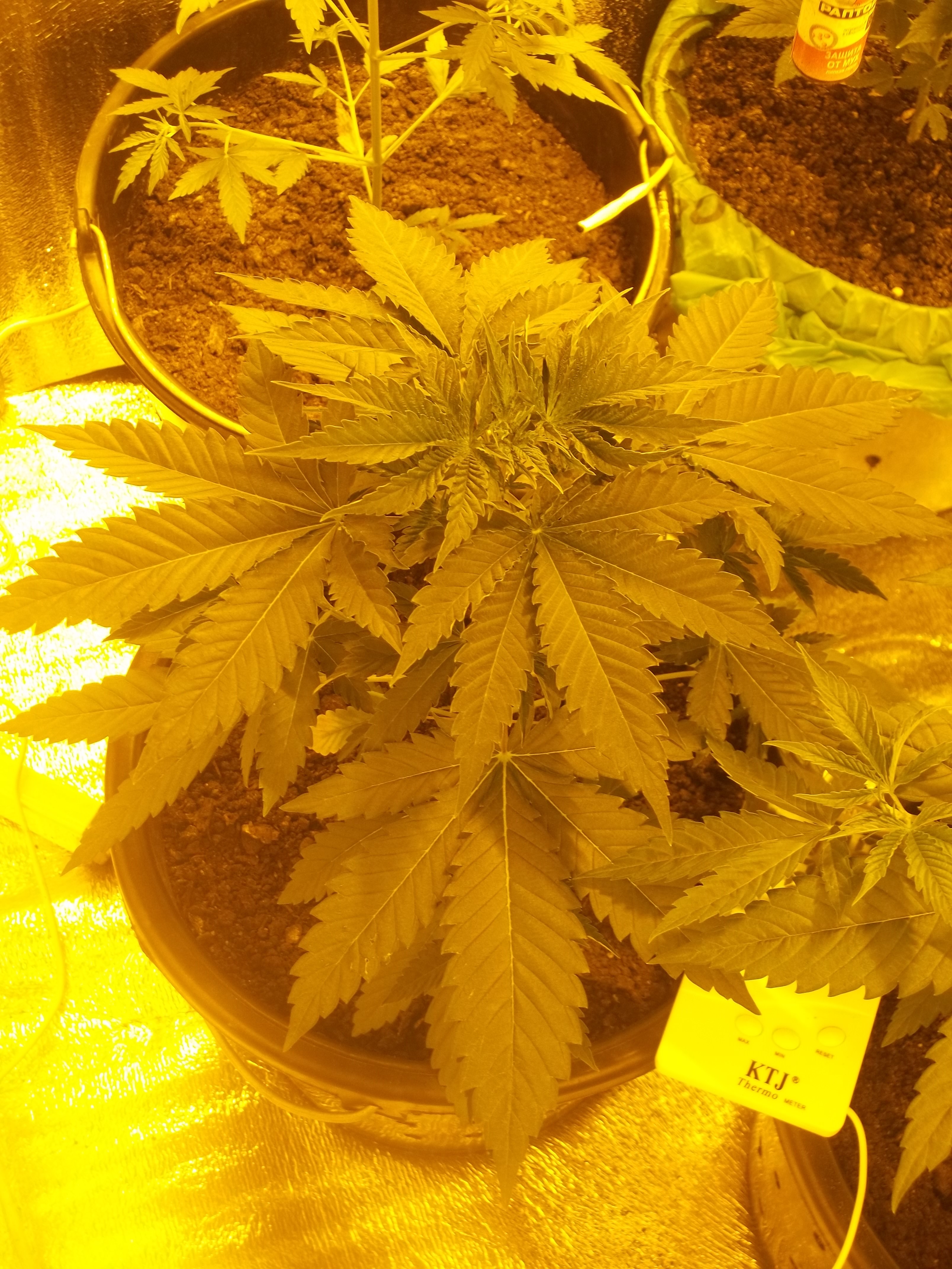 100 5208  Galaxy Feminised  Afghani x Northern Lights Sativa / Indica
