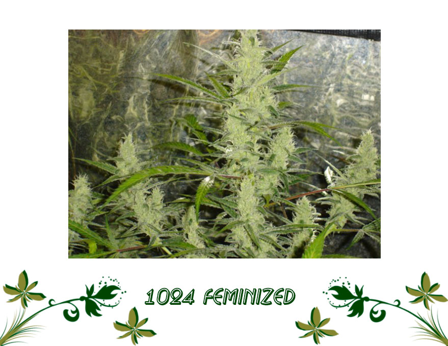 1024 Feminized сорт конопли