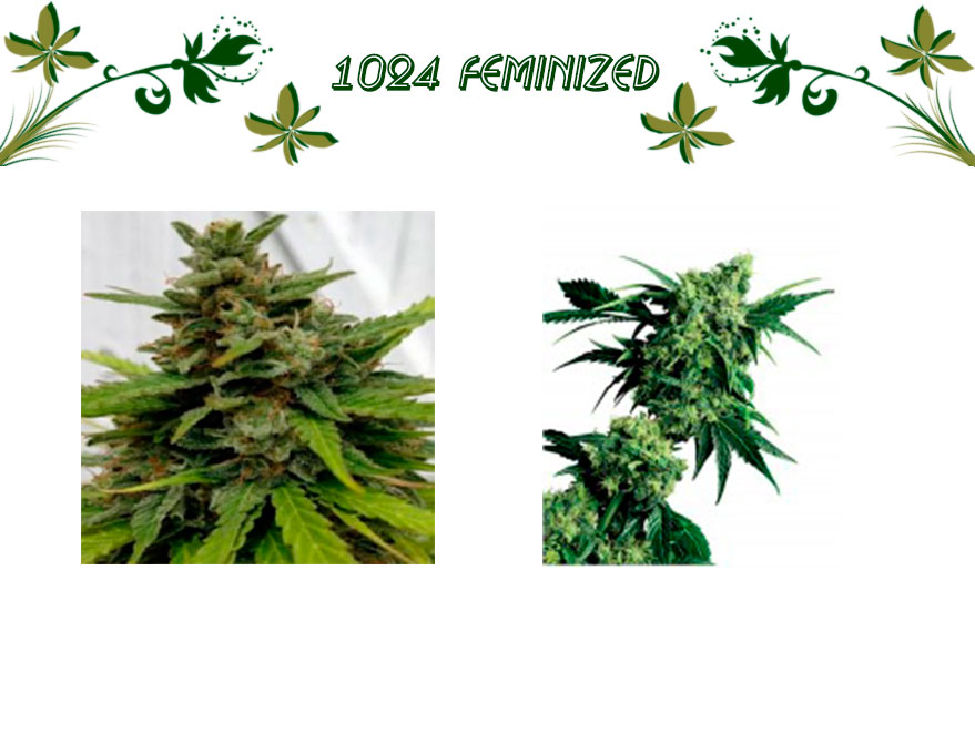 1024 Feminized