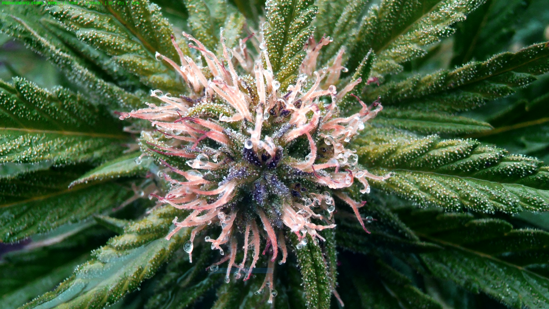 111