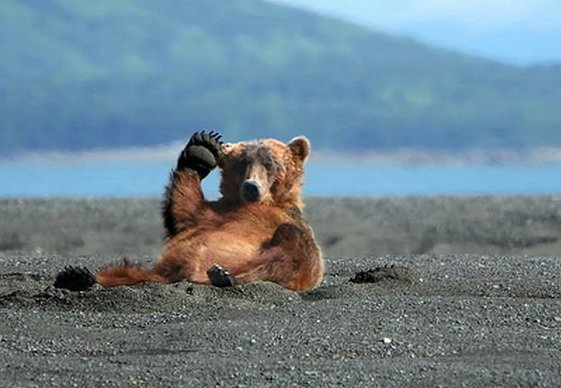 1233226934 bear 05