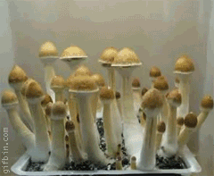 1238065022 growing shrooms