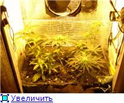 1301600cadbft