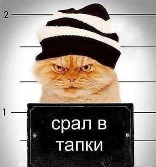 1362927844 Kot sral V tapki