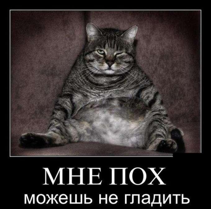 1368032216 demotivatory S zhivotnymi 18