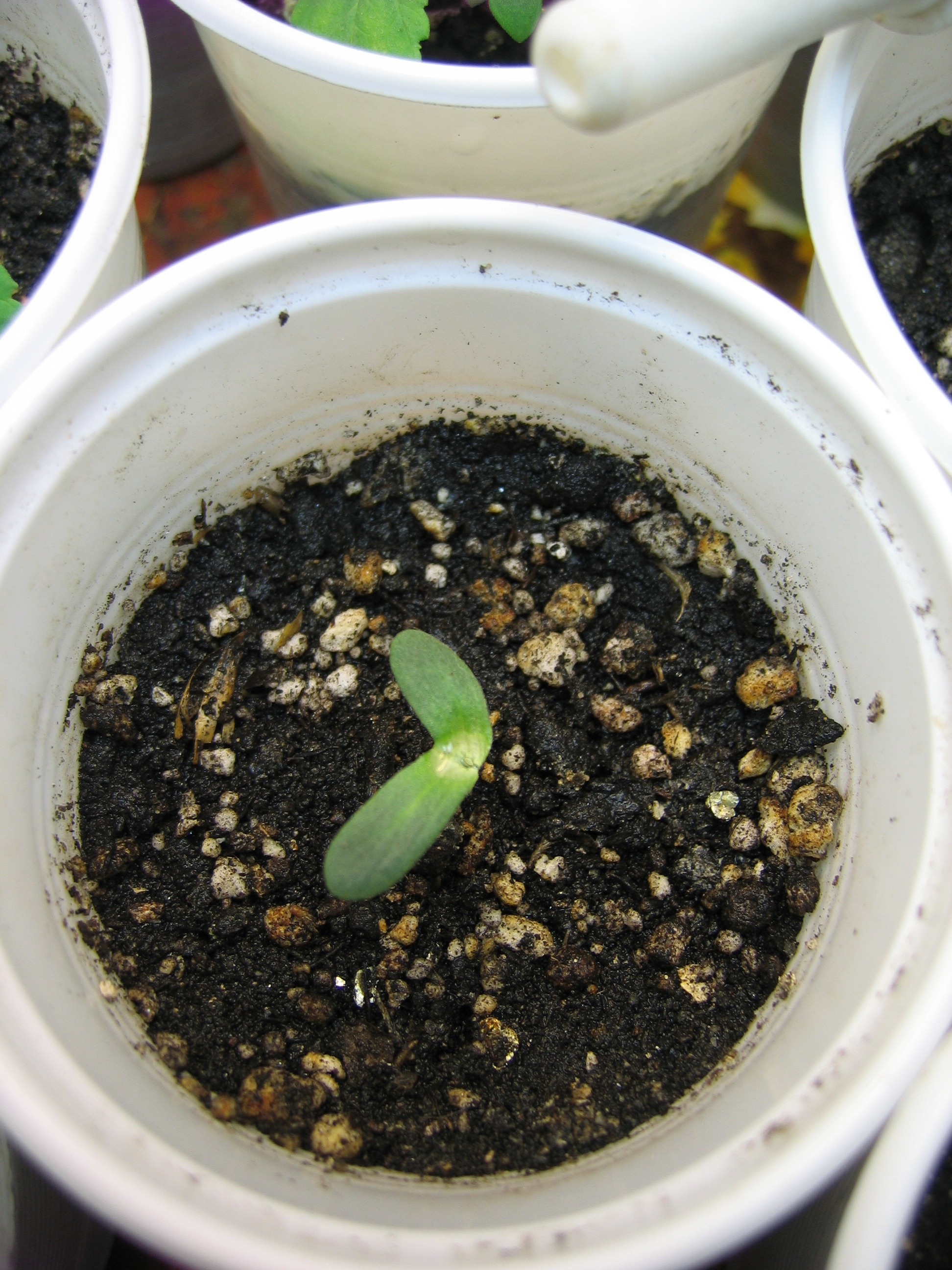 16.05.01 008.JPG