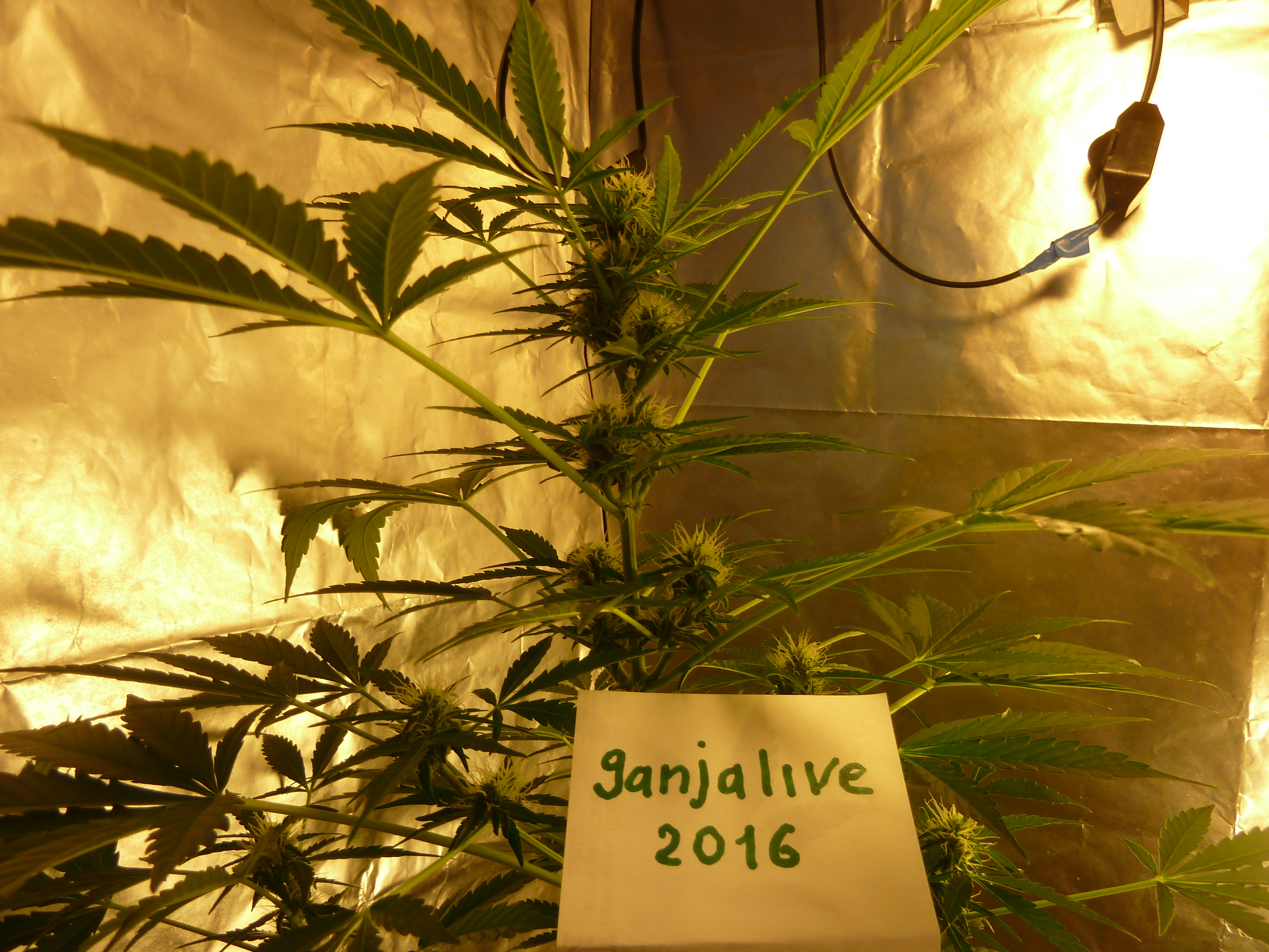 16.07.16 Blueberry от (Bulk Seed Bank)