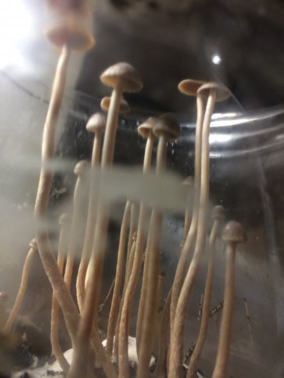 2 Грибы вида psilocybe tampanensis