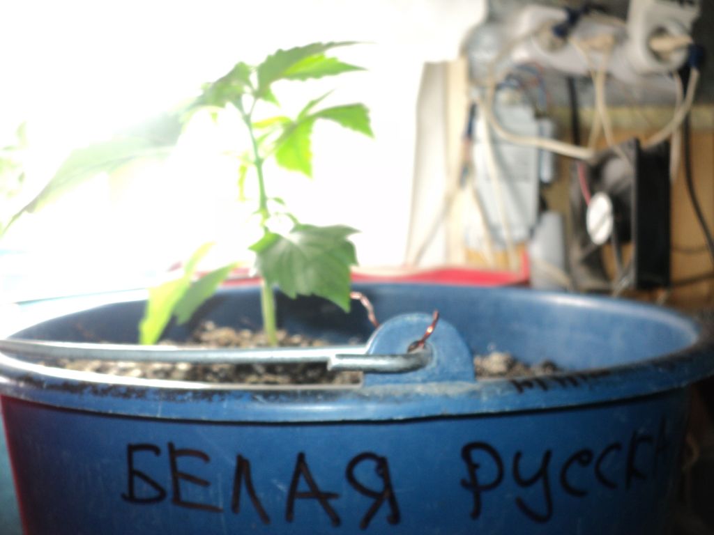 2 недели