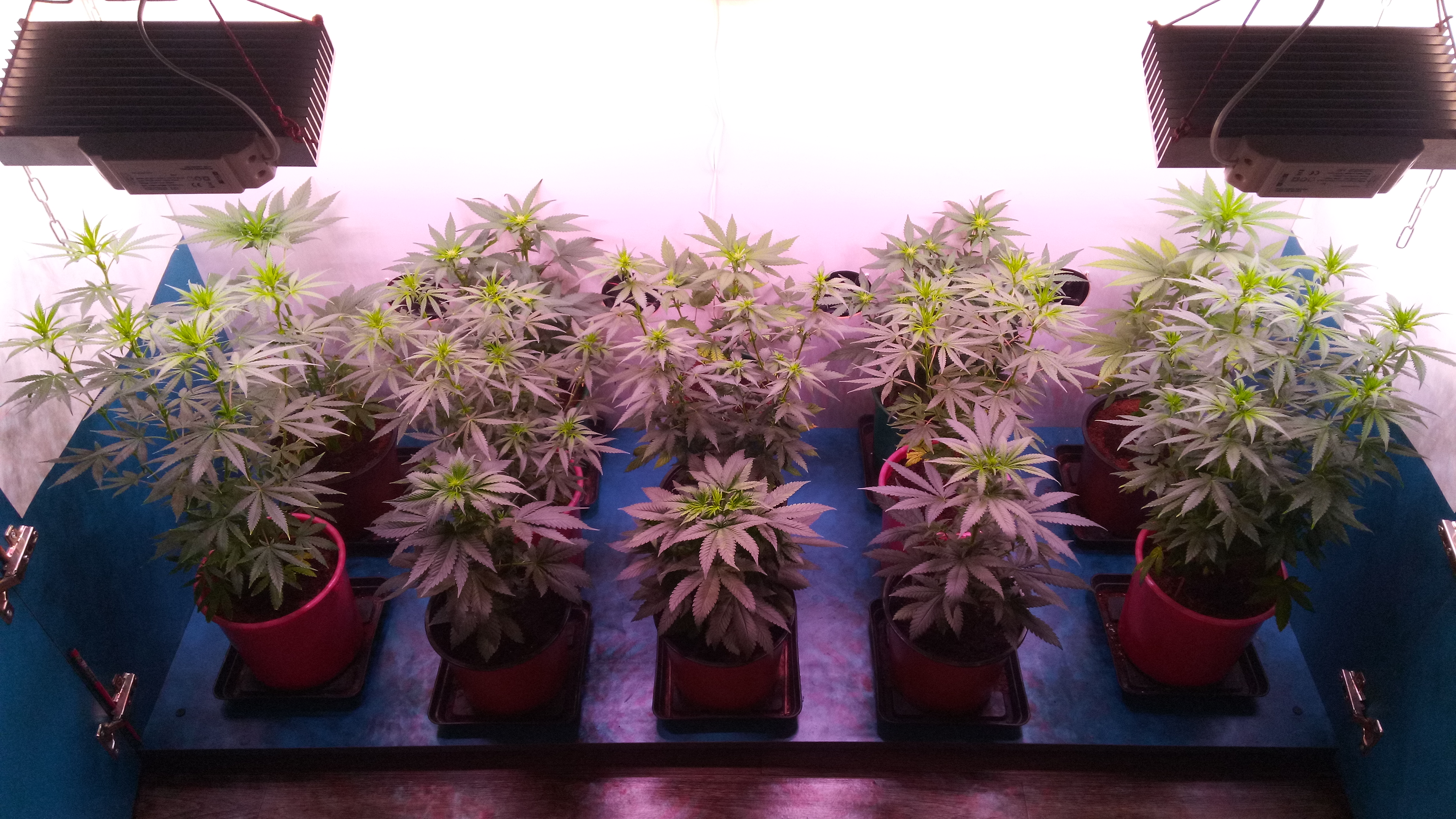 2 week 12\12 by S_V_F_O