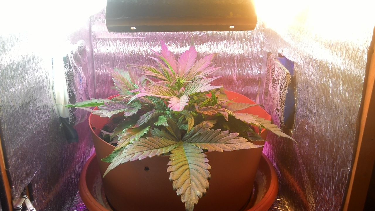 2014208180915