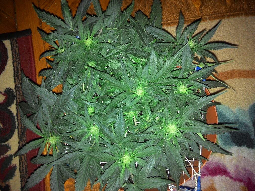 2014216183147