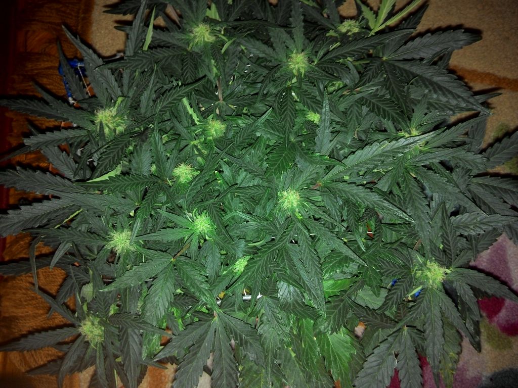 2014220115252