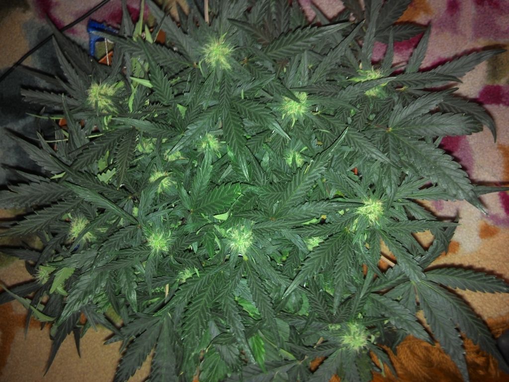 2014223164005