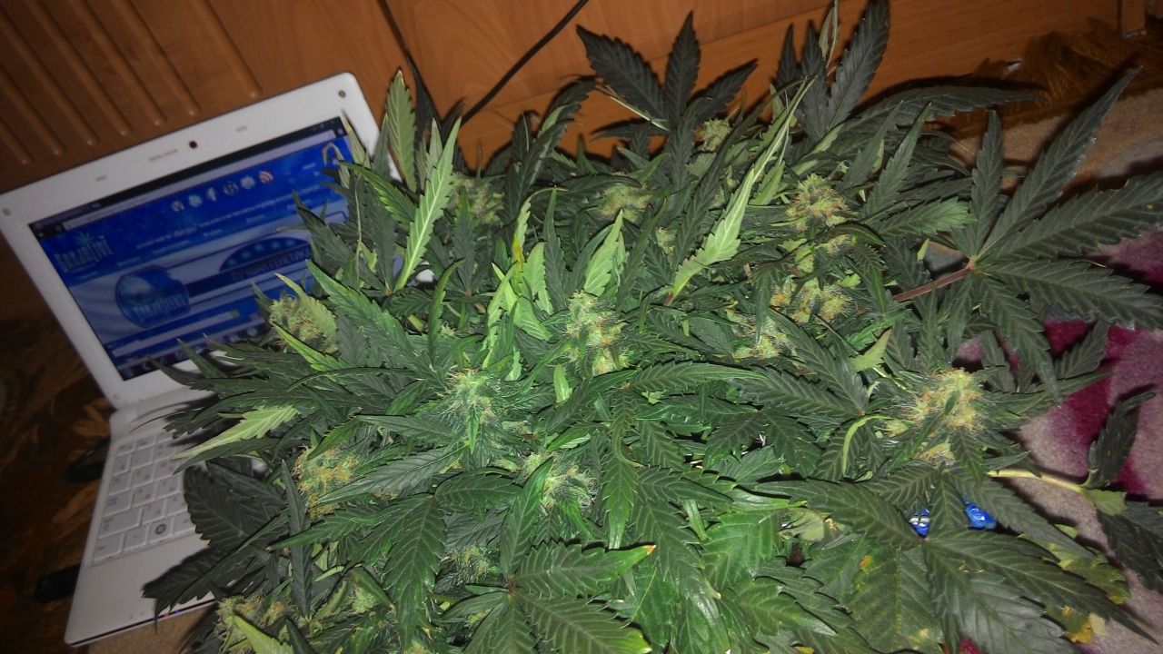 2014304104036