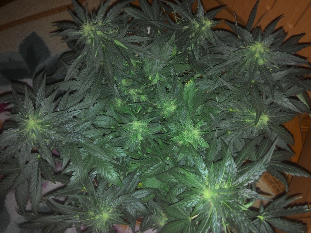 2014517221740