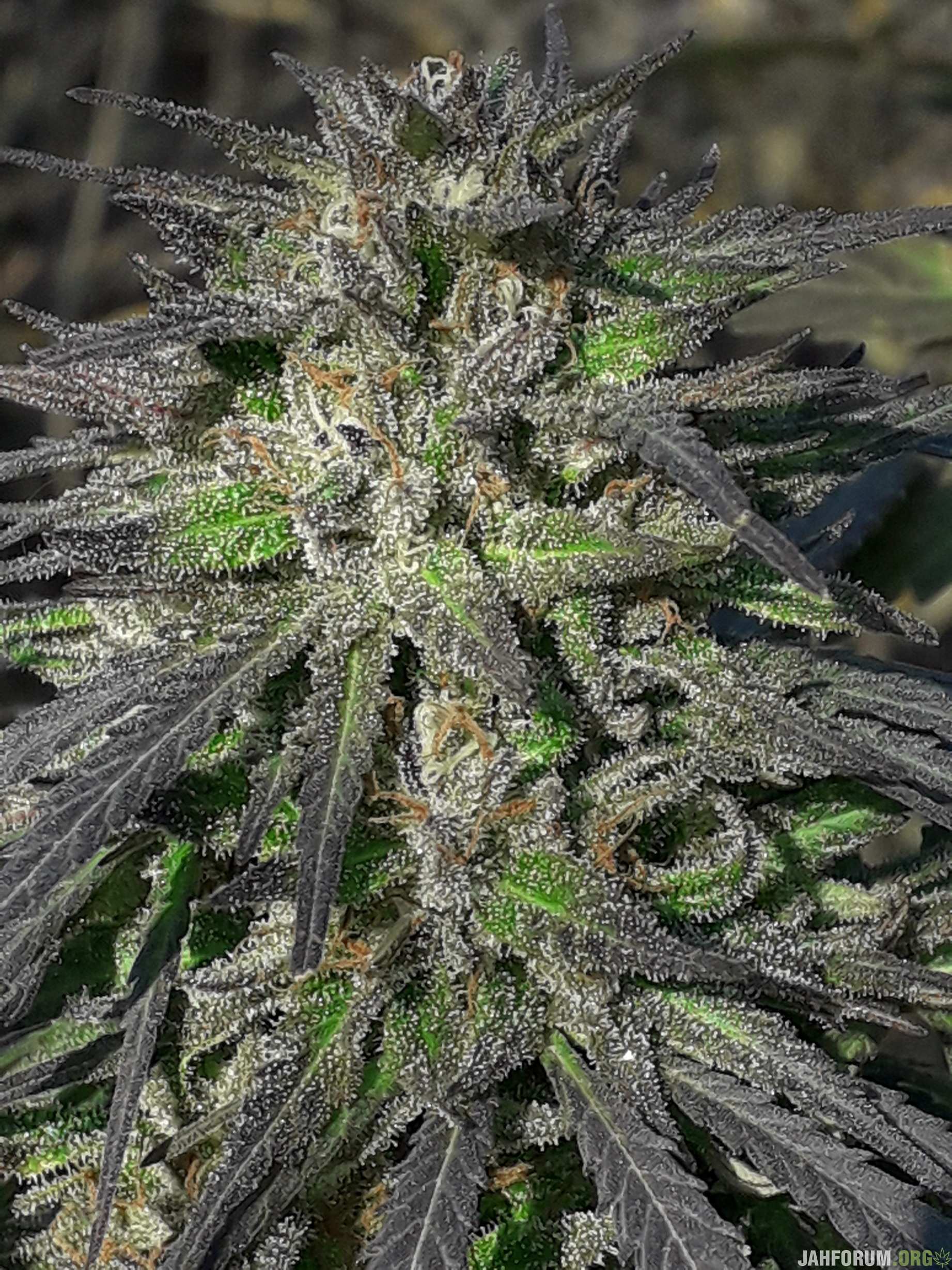 2020. C99 x Blueberry FAST (Seedsman).49'