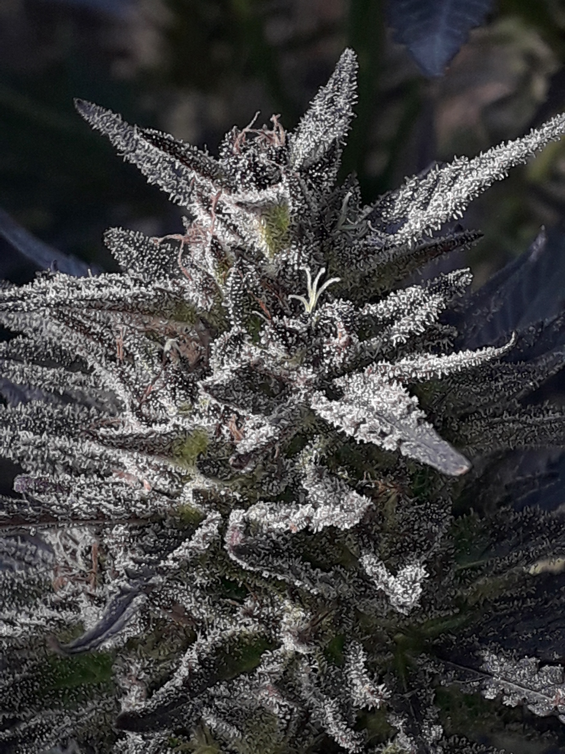 2020. unknown kush fast от delicious seeds.