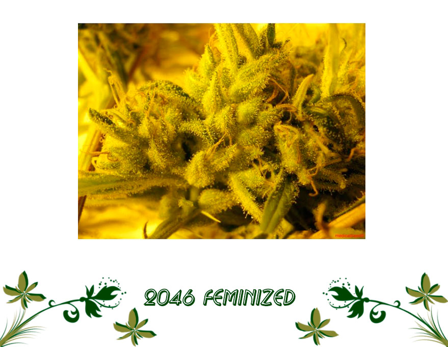 2046 Feminized сорт конопли