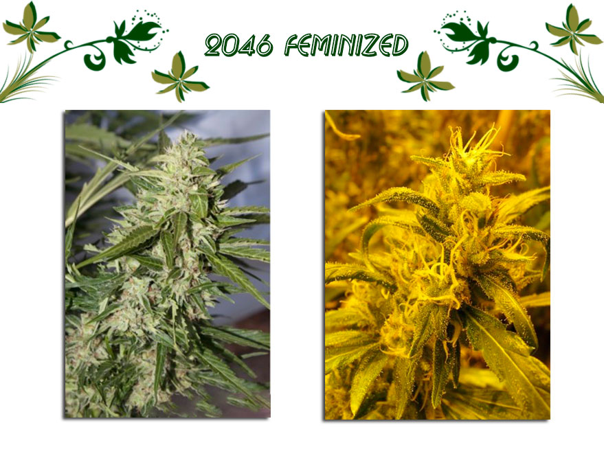 2046 feminized