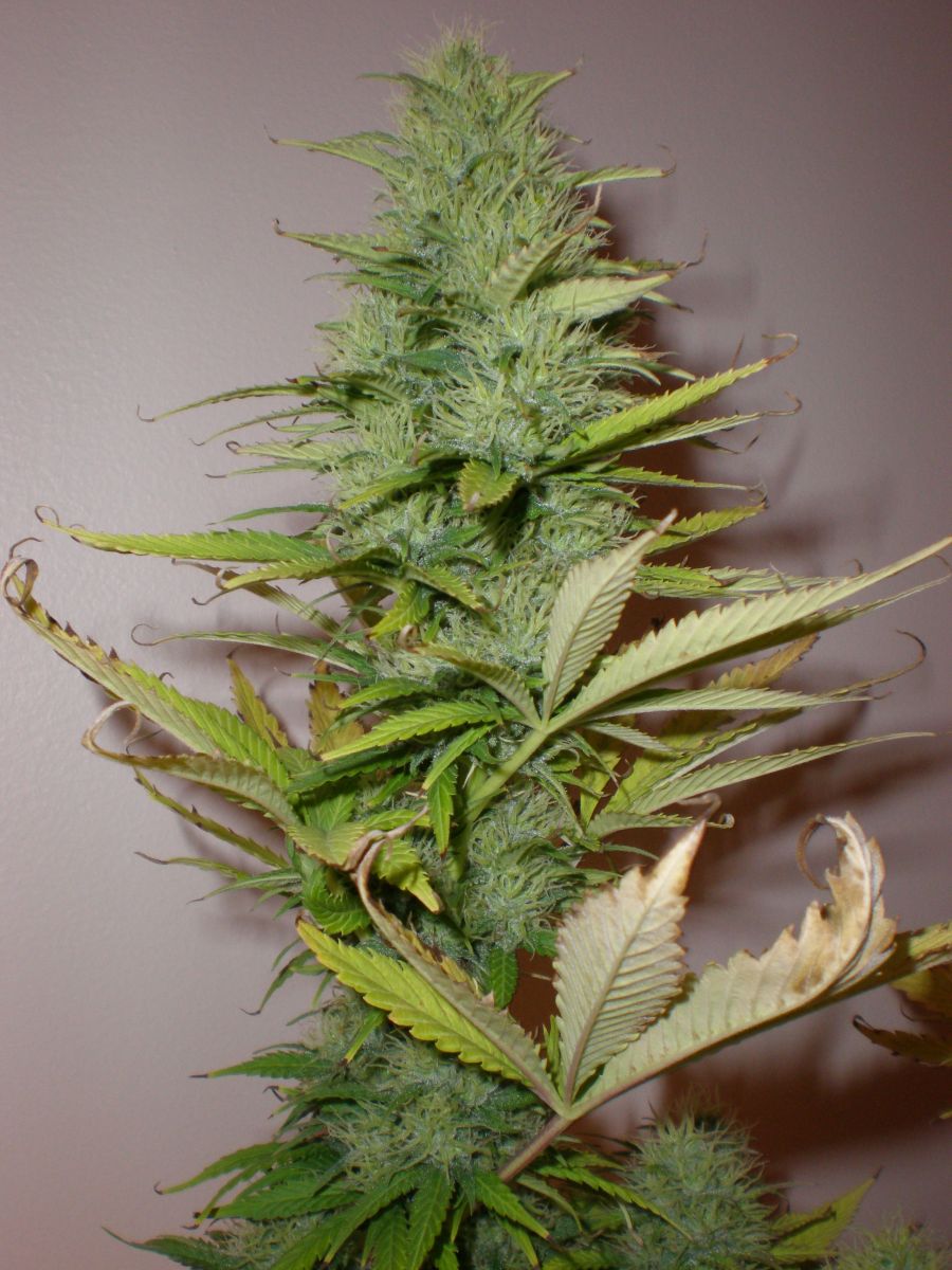 2166ec7fcf25f821