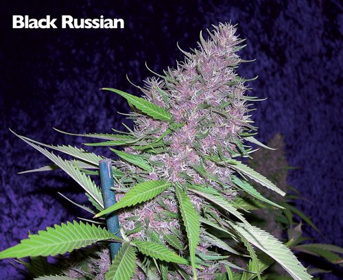 22 011311 black Rus