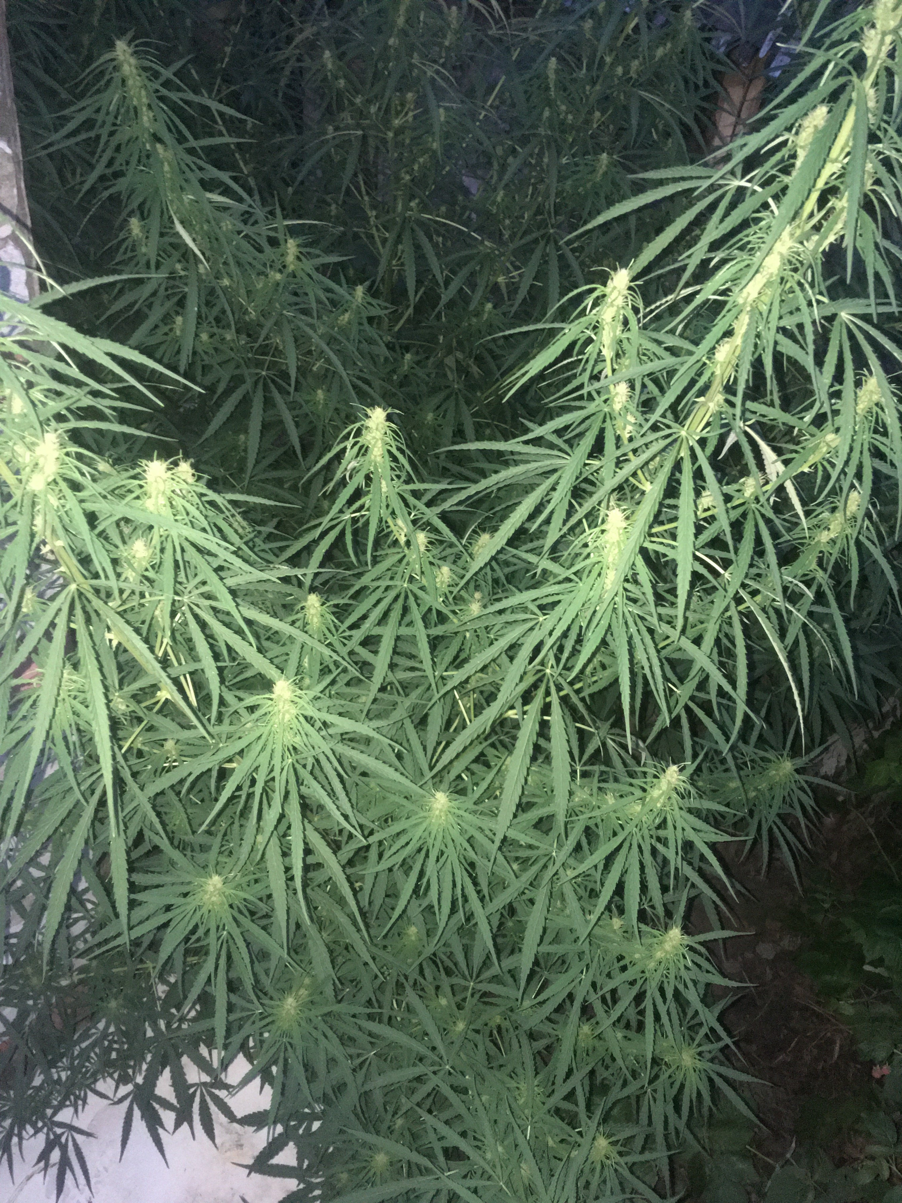 27/07