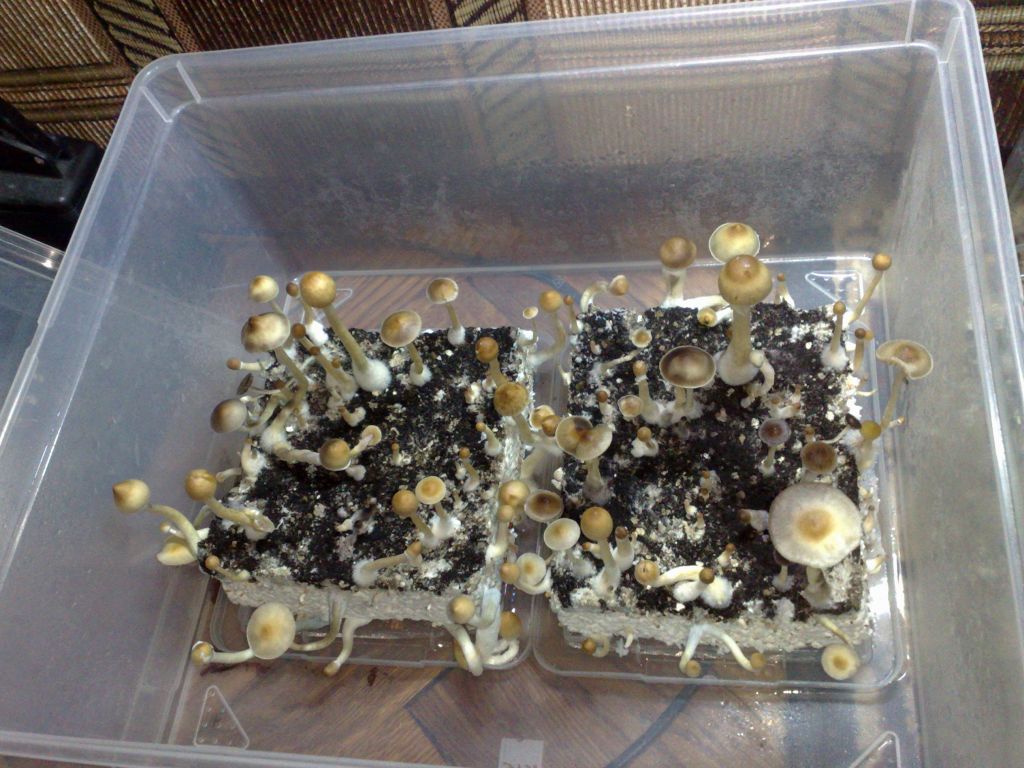 271120111635