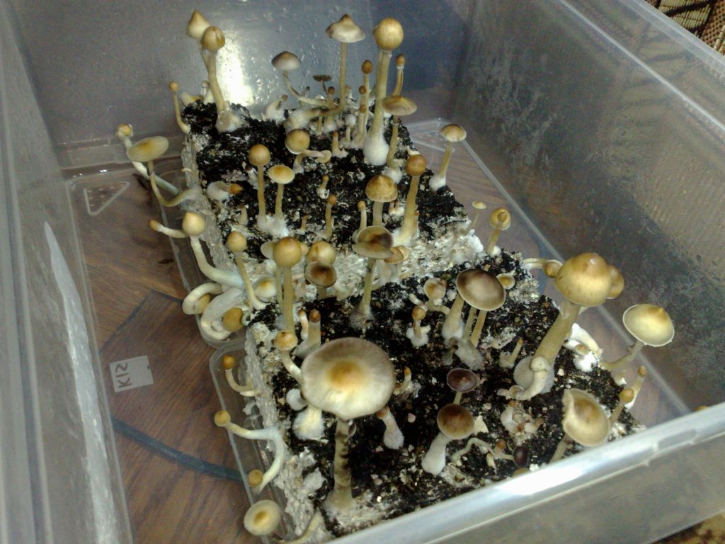 271120111636