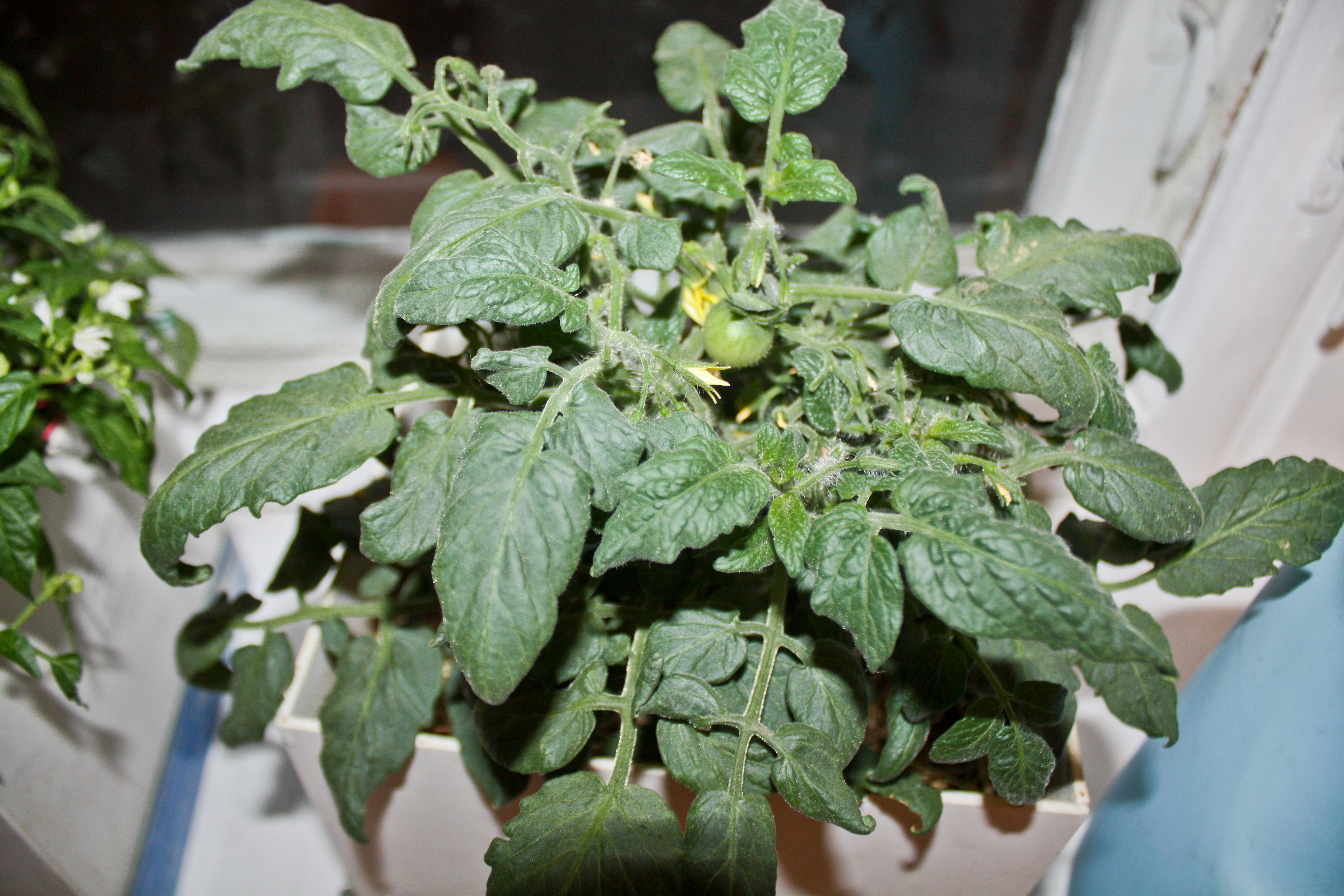3017   овощи