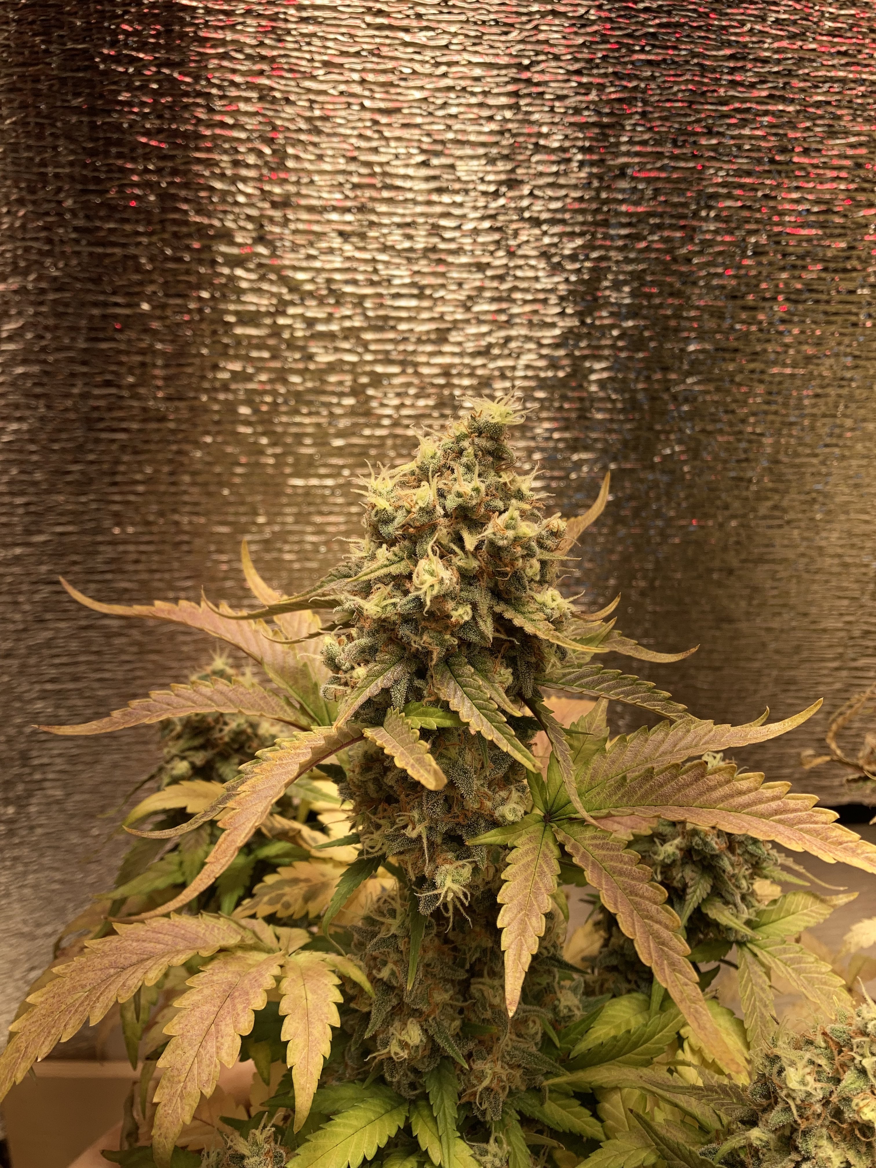 319663F1-54A6-4EC1-A88D-FA2830231219