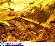 3628777900cbt