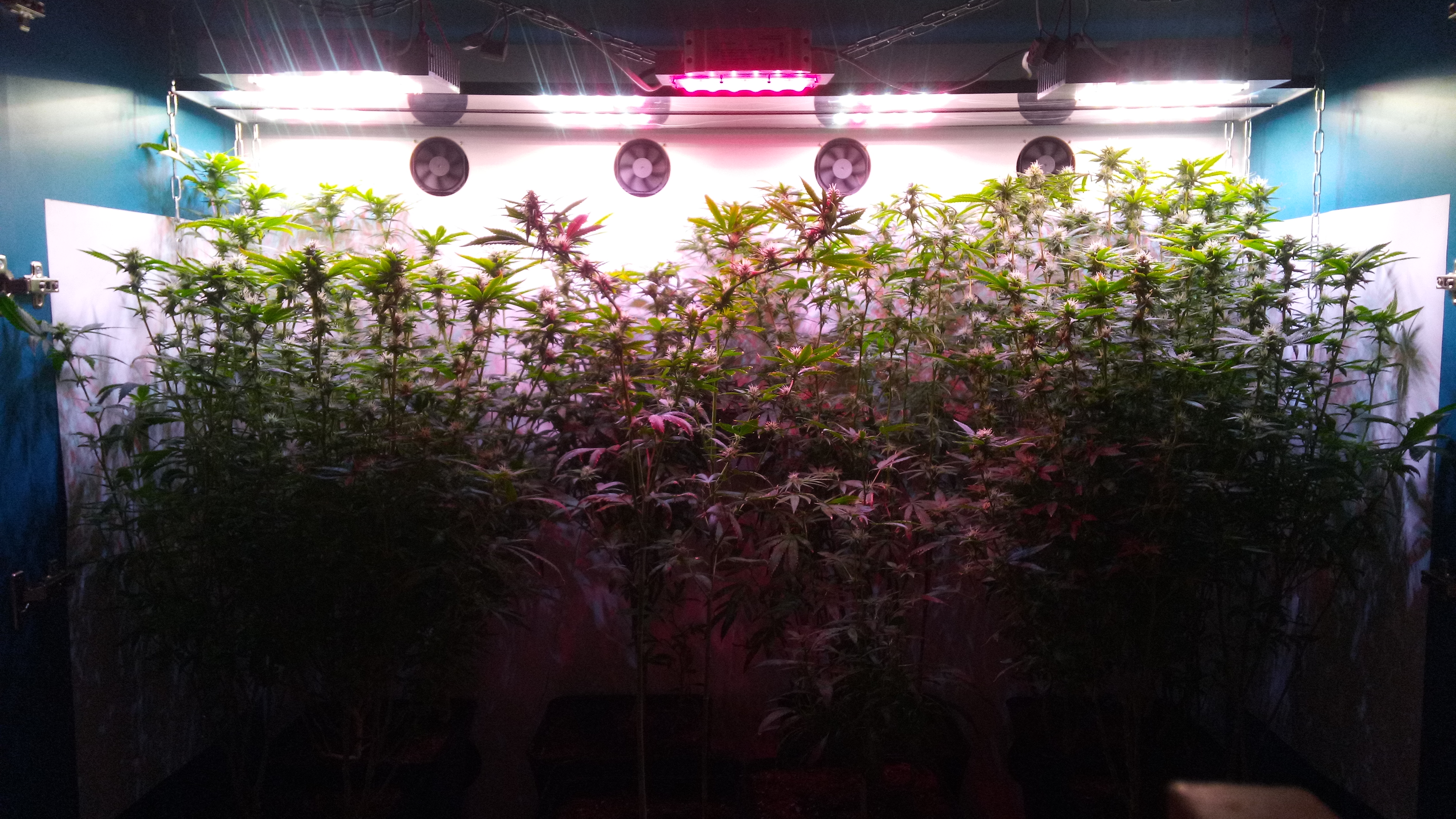 4 week 12\12 Box 1m2