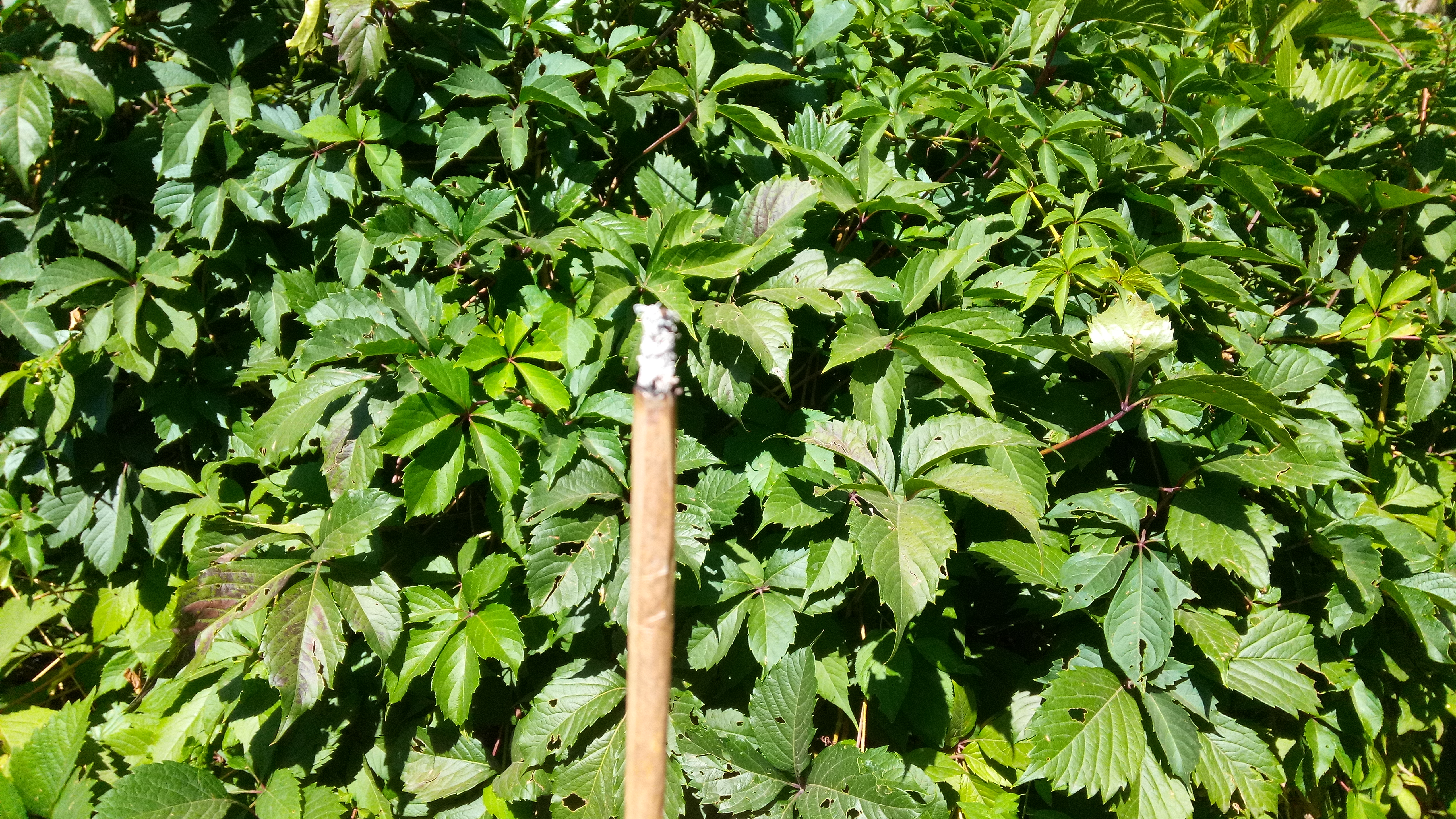 420 ))
