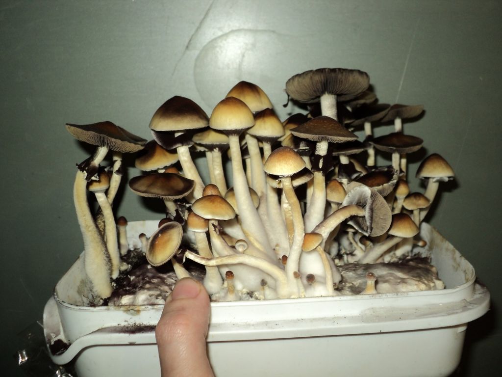 48