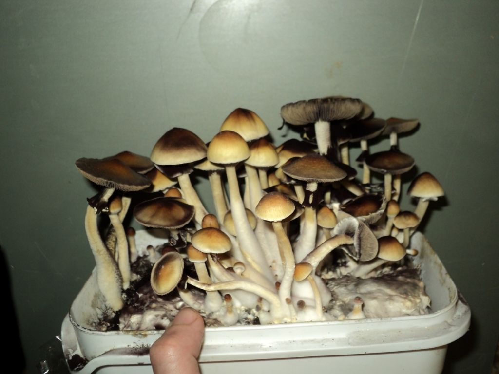 49