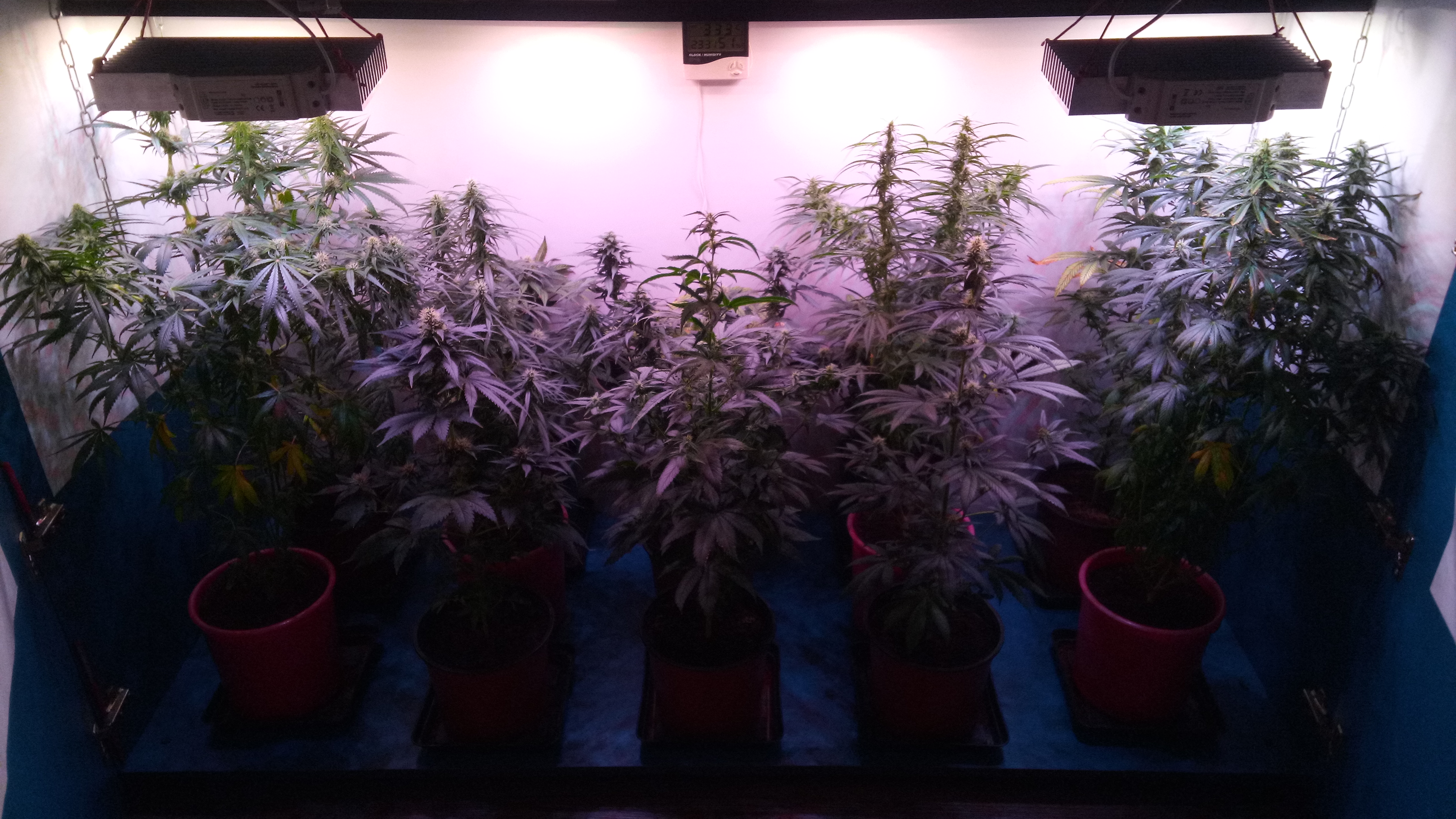 5 week 12\12