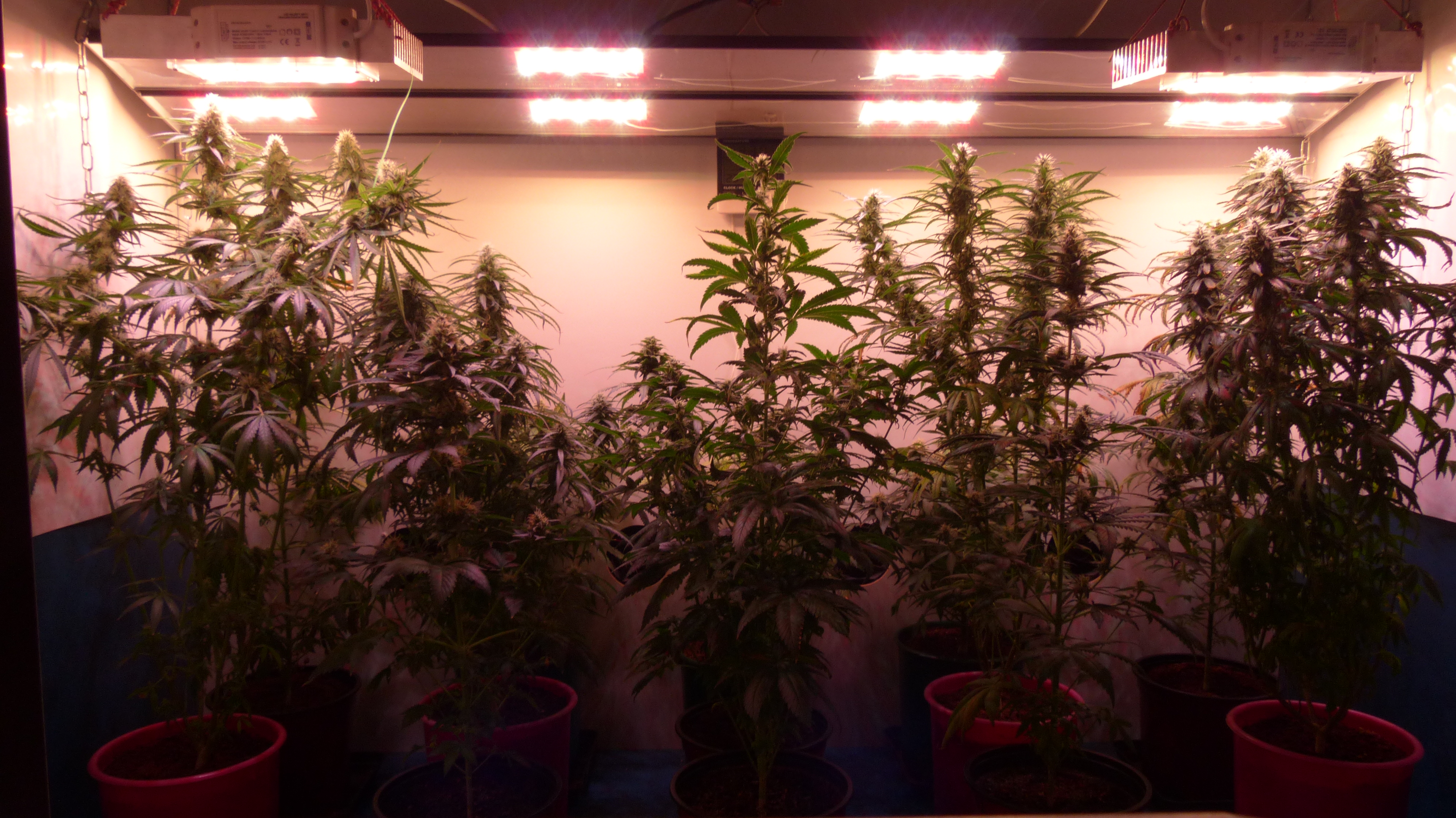 6 week 12\12