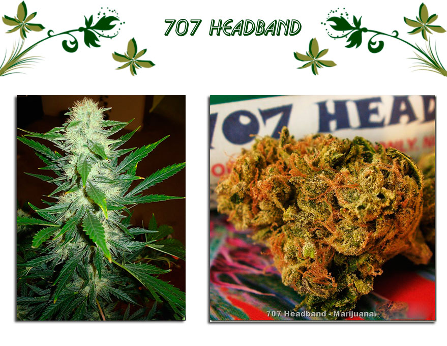 707 HEADBAND