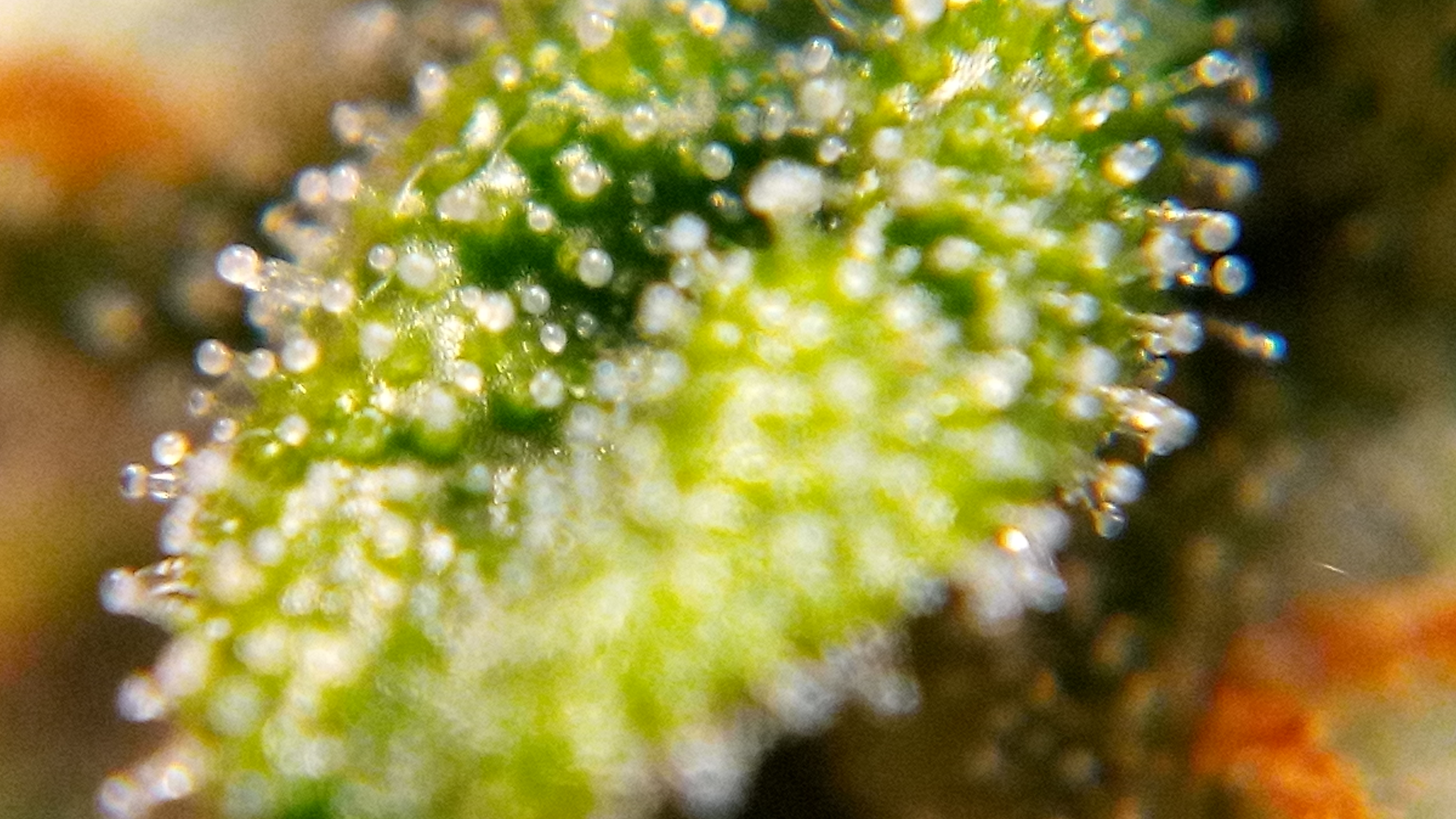 75 days Sweet Tooth