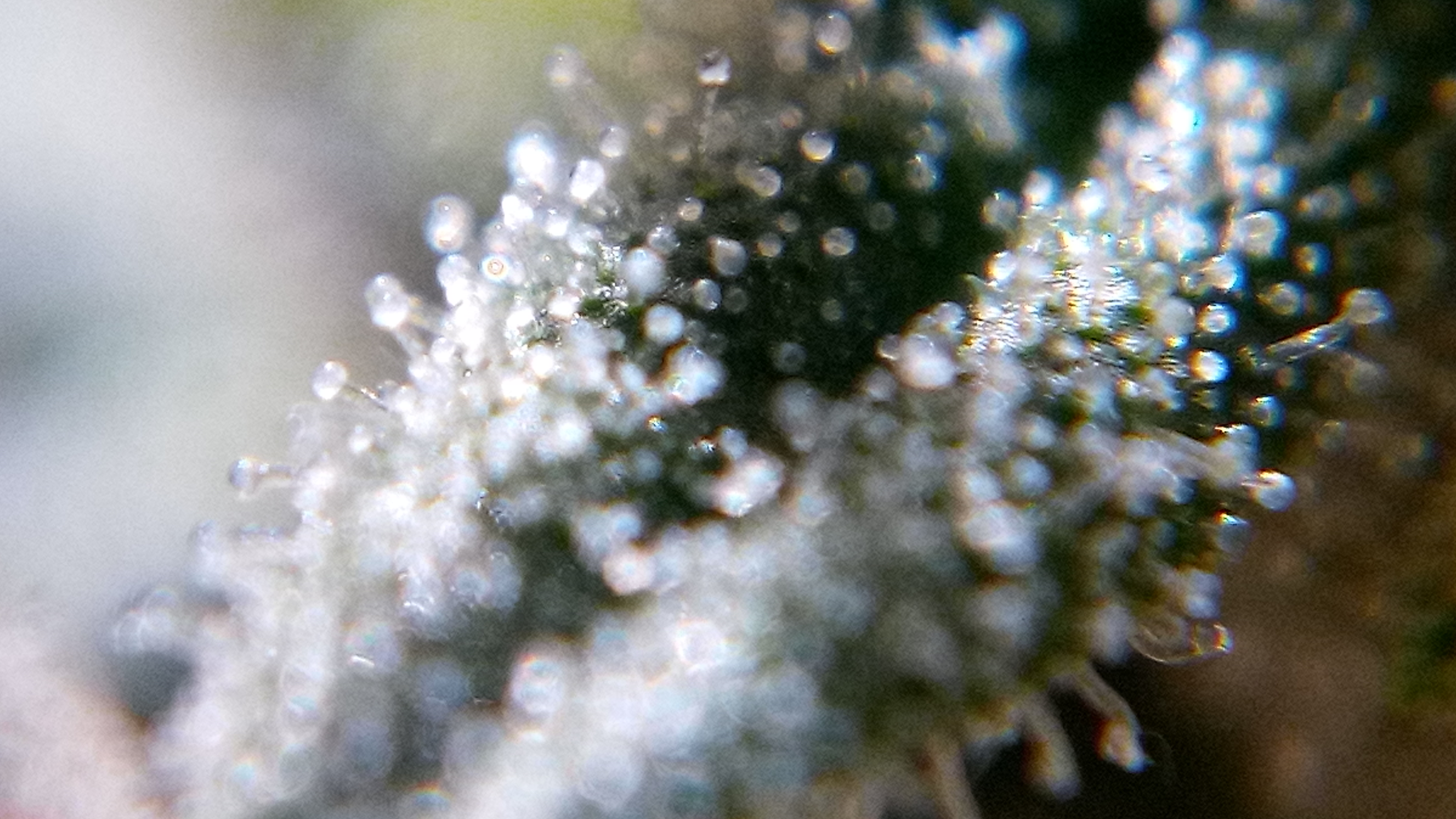75 days White Widow