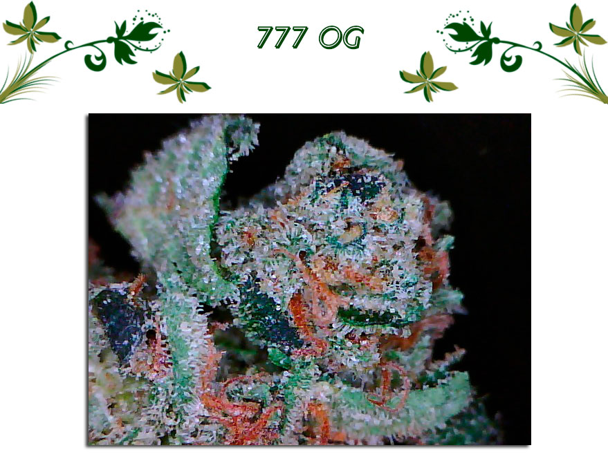 777 ОG
