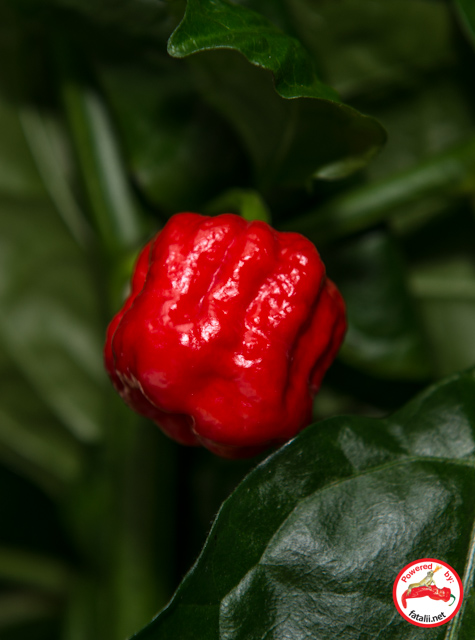 7pot 7pod