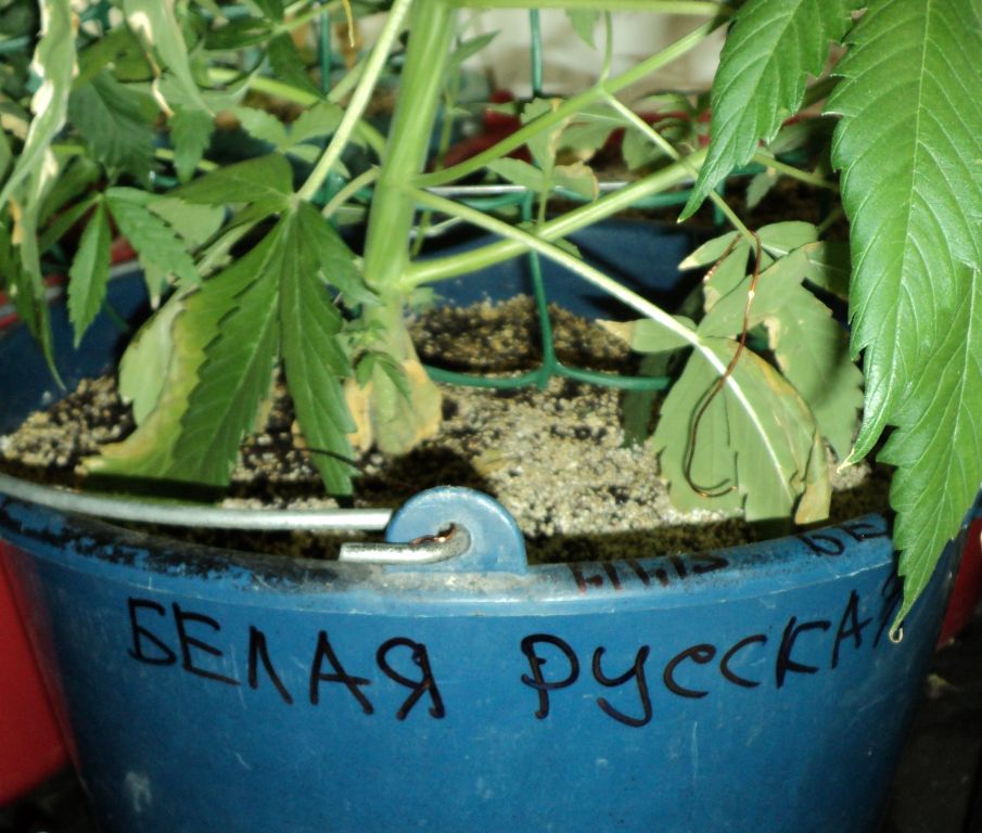 8 недель