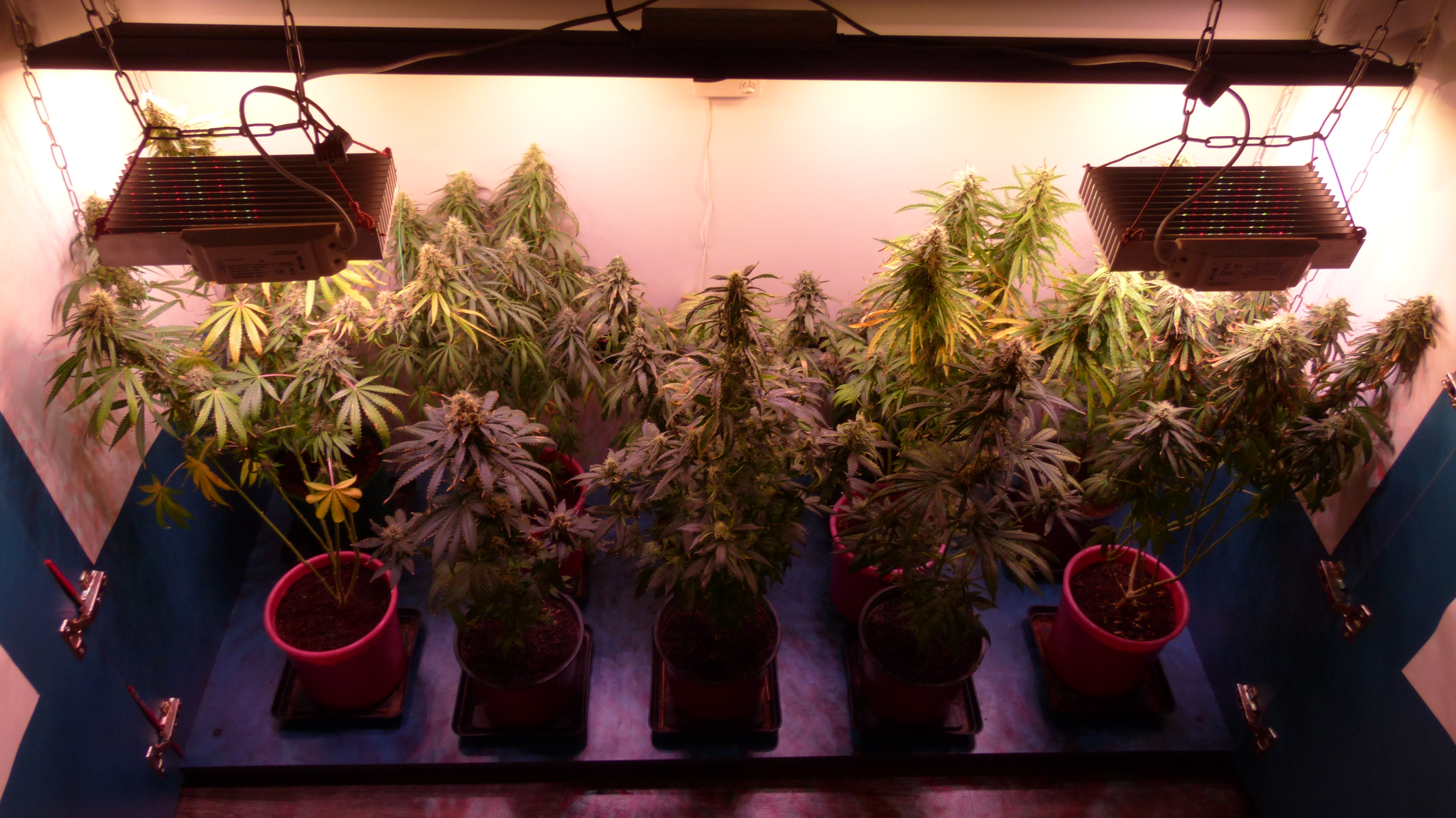 8 week 12\12